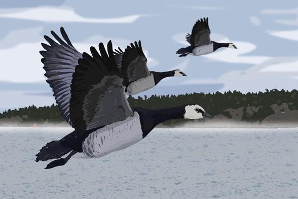 Digital illustration of barnacle geese with stockholm archipelago in the background
Made in Affinity Designer 2