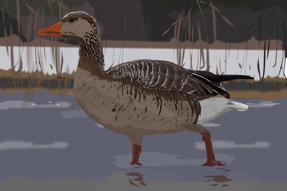 Digital illustration of a greyleg goose standing in water
Made in Affinity Designer 2