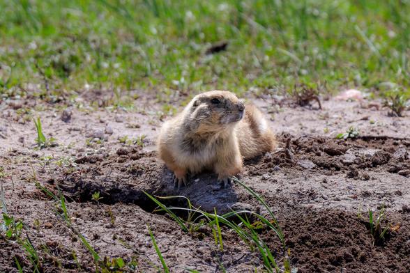 Prairie dog sitting on its belly on the dirt near a hole in the ground, with grass in the background.