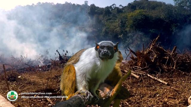 Pied #tamarins are unique matriarchal #monkeys of #Brazil, led by 1 female in small troops 🐒🩷 #Gold #palmoil #soy and #meat #deforestation are decimating them. Fight hard and #Boycottpalmoil 🌴🚫 #BoycottGold 🥇🚫#Boycott4Wildlife @palmoildetect.bsky.social https://palmoildetectives.com/2021/02/20/pied-tamarin-saguinus-bicolor/?utm_source=mastodon&utm_medium=Palm+Oil+Detectives&utm_campaign=publer