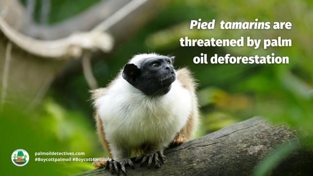 Pied #tamarins are unique matriarchal #monkeys of #Brazil, led by 1 female in small troops 🐒🩷 #Gold #palmoil #soy and #meat #deforestation are decimating them. Fight hard and #Boycottpalmoil 🌴🚫 #BoycottGold 🥇🚫#Boycott4Wildlife @palmoildetect.bsky.social https://palmoildetectives.com/2021/02/20/pied-tamarin-saguinus-bicolor/?utm_source=mastodon&utm_medium=Palm+Oil+Detectives&utm_campaign=publer