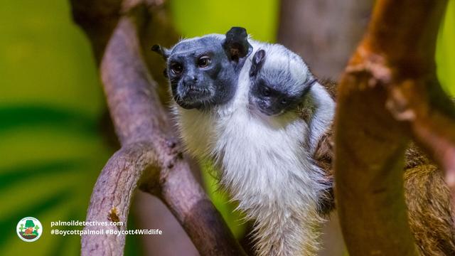 Pied #tamarins are unique matriarchal #monkeys of #Brazil, led by 1 female in small troops 🐒🩷 #Gold #palmoil #soy and #meat #deforestation are decimating them. Fight hard and #Boycottpalmoil 🌴🚫 #BoycottGold 🥇🚫#Boycott4Wildlife @palmoildetect.bsky.social https://palmoildetectives.com/2021/02/20/pied-tamarin-saguinus-bicolor/?utm_source=mastodon&utm_medium=Palm+Oil+Detectives&utm_campaign=publer