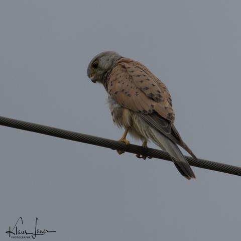 Auf dem Foto sieht man einen Turmfalken auf einer Hochspannungsleitung sitzen und die Umgebung beobachten. Der Himmel ist monoton grau.