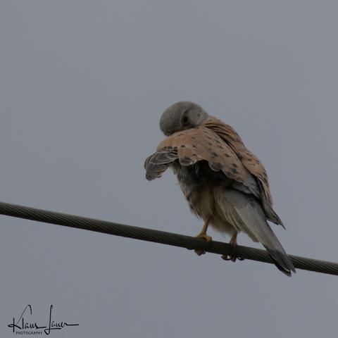 Auf diesem Foto sieht man einen Turmfalken mit abgespreizten linken Flügel auf einer Hochspannungsleitung sitzen und sich putzen. Der Himmel ist monoton grau.
