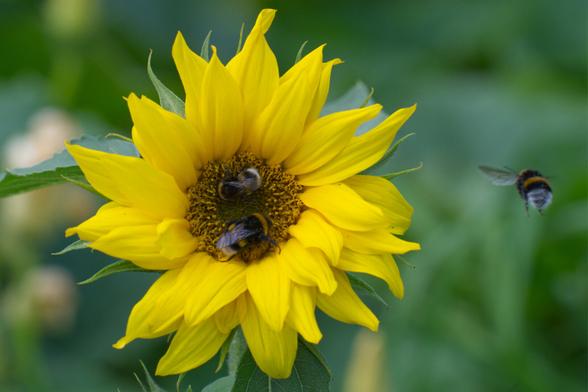 Two bumblebees on a sunflower while one bumblebee is approaching