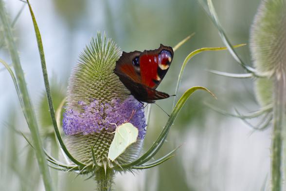Brimstone and Peacock Butterfly on a Teasel