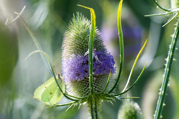 Brimstone Butterfly on a Teasel