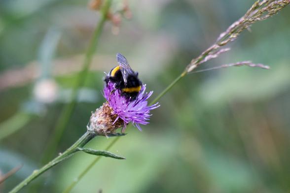 Bumblebee on a flower