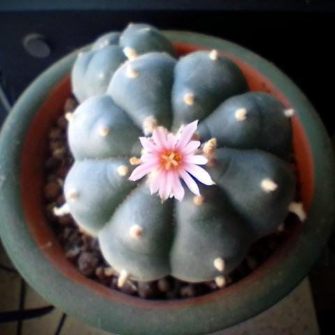 Peyote in blossom
