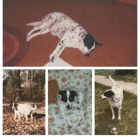 Montage of four photos of a short-haired chubby dog. She is mostly white with spots like a Dalmation, but she has two very large spots on her head, each one covering one ear and an eye. In one photo, she is laying on the floor. In the others, she is in some autumn leaves, on a couch with a flowery cloth cover, and standing in some short grass near a paved sidewalk.