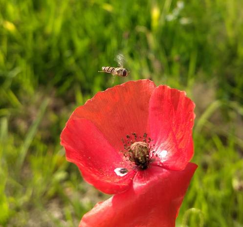 A small hoverfly flying above the red petals of a field poppy.
The leaf closest camera is folded down on itself showing the red and black dots at the base of the petal and the stamen, etc.
The hoverfly has 3 dark bands on its abdomen