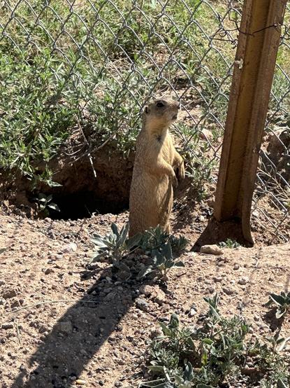 One of the prairie dogs behind the food cart.