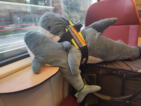 A Smolhaj cuddly stark sitting on a small window table of a train, tail hanging down, and a Blåhaj cuddly shark sitting on a backpack that lies on the train seats. The hajar are looking cheek to cheek outside the window. The Blåhaj has their side fin on the back of the Smolhaj. The Blåhaj also wears a haj-vis harness with rainbow patches that read: 'bite for your right to cuddle' and the mastodon address of Hapi.

It was really nice you were there, you were great support for your Blåhaj aunt!