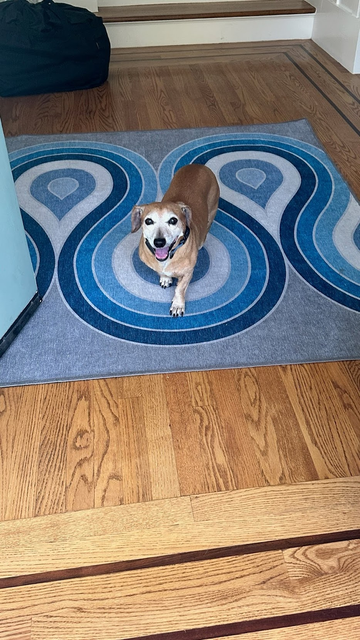 a happy smiling dachshund-mix is standing on a squiggly blue entryway rug, and a mint-colored door is open.