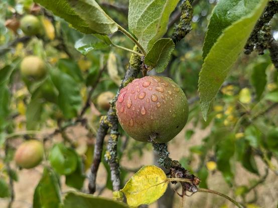 Water droplets on a crab apple or sometimes called ornamental apple, which matches closely to our Dutch word of "sierappel"