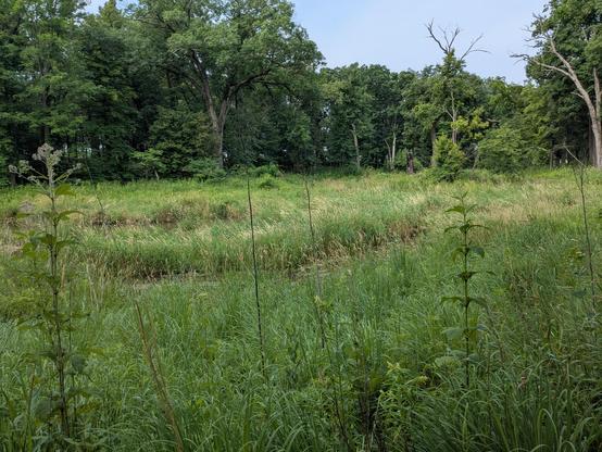 Wooded area with a meandering creek
