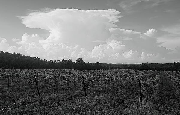 Black and white image looking down parallel rows of a muscadine vineyard with a large thunderhead cloud towering on the distant tree-lined horizon.
