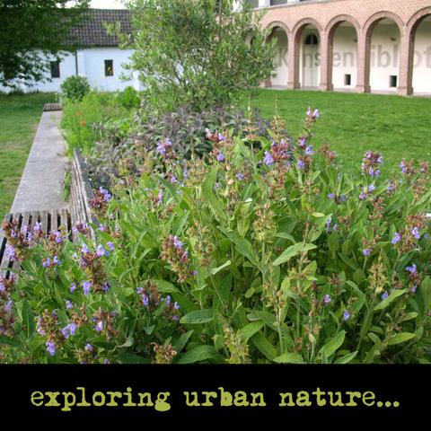 View on a park with herb patches with sage among other plants. At the back is a wall of an art library: "kunstenbibliotheek". Text: exploring urban nature.