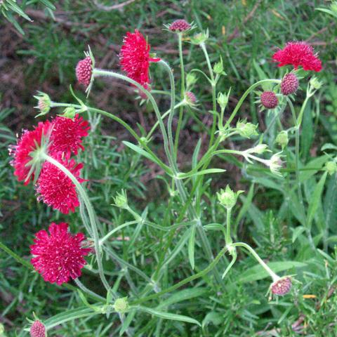 Close-up of bright pink-red flowers.
