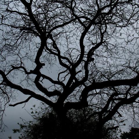 Silhouet of a tree before it got leaves. With the light greyish background and lots of curvy branches, it looks like a somewhat scary horror-esque image.