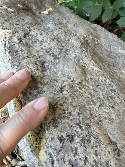 A close view of the smooth glacier polished side of the rock. The surface is smooth and you can see the granodiorite and smooth megacrysts. Two fingers are in the photo for scale.