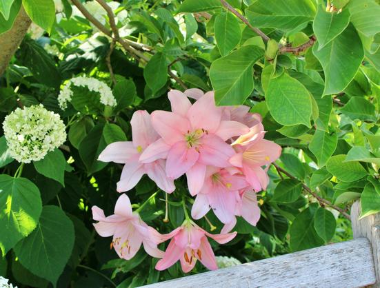 Pink lilies in full bloom in the shade of a tree behind a wooden bench with white bloom clusters behind them.