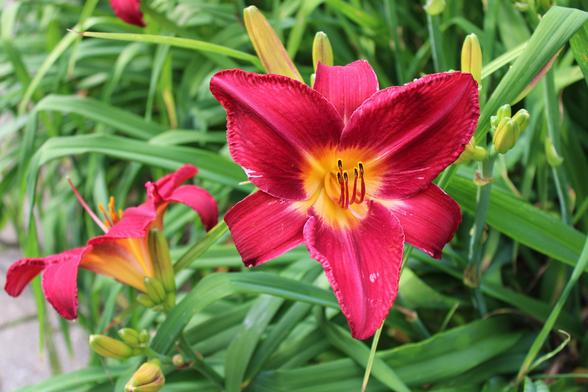 Red with yellow centers and red stamen day lilies blooming next to a paver path.