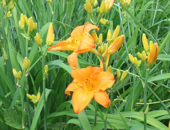 Orange day lilies and many unopened buds waiting their turn.