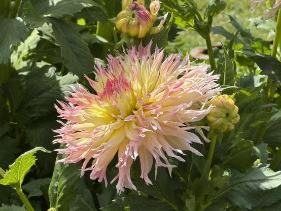 A large, vibrant dahlia flower with pink and yellow petals, surrounded by green leaves and budding flowers.