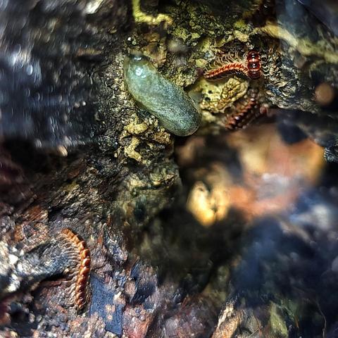 If you come across a damp hole in a tree, these might be the residents. In this case, a gorgeous slug and some millipedes (centipedes?).