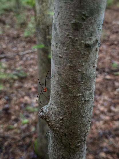 These red spiders stick to a particular section of our favorite woods. They're very nervous, though. Spook them, and they'll jump to the ground or hide behind a leaf! That makes them a bit challenging to photograph sometimes.