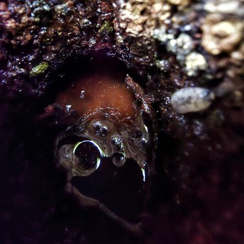 In this hole there is a mixture of rain water, tree resins, and who knows what else, creating a burnt-orange sludge (I wouldn't drink that if I were you). An out-of-focus slug hangs out nearby.