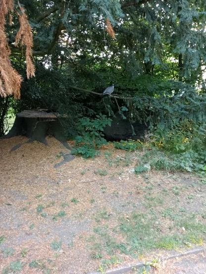A wood pigeon in a tree