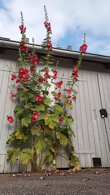 Eine großen Pflanze mit roten Blüten wächst durch eine Fuge zwischen Garage und Asphalt.