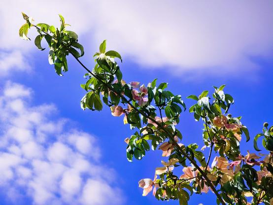 A vibrant branch with green leaves and delicate pink-and-white blossoms extends diagonally upwards against a brilliant blue sky with soft white clouds. The sunlight illuminates the leaves and petals, highlighting their natural beauty.