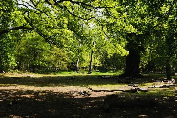 A forest scene