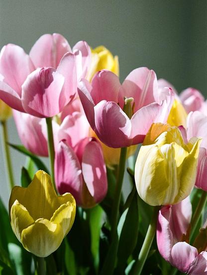 Portrait format colour photo of pink and yellow tulips in a bunch.