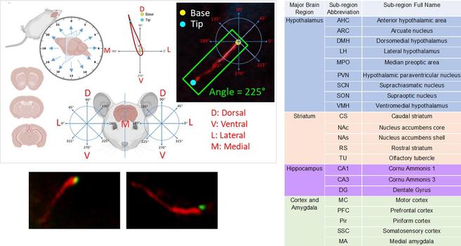 Top left: Schematic Representation: (Top Left) Mice were perfused and harvested at two-hour intervals over a 24-h period. The harvested mice were then sectioned coronally. (Bottom Left) Coronal brain sections at different brain levels. (Top Middle) The ciliary base was defined as the origin of the coordinate system, and the tip of the cilia was labeled. Cilia length was measured from the base to the tips, and the circular angle was determined. (Bottom Middle) The brain section of the mice was divided into left and right hemispheres. For cilia found in the right hemisphere, a counter-clockwise coordinate system was used to determine the circular angle (Right). For cilia found in the left hemisphere, a clockwise coordinate system was used (Left). (Top Right) An example of the angle measurement from cilia found in the right hemisphere. Bottom left: Representative images of immunofluorescence staining showing cilia labeled with the ADCY3 antibody (red) and the basal body (cilia base) labeled with the centrin 1 antibody (green). Right: Brain Regions analyzed for cilia length and angle.