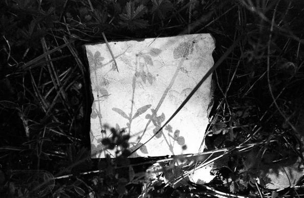 shadows of flowers on a white rock