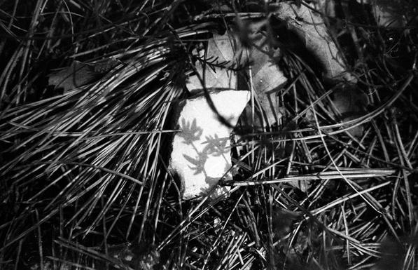 shadows of flowers on a little white rock