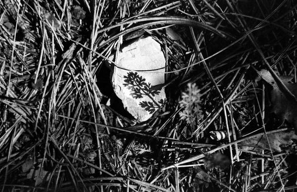 shadows of a plant on a little white rock