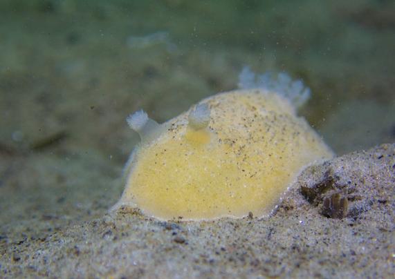 Photo of a pale-yellow sea slug crawling towards the camera from a slight front-side perspective. The seaslug is crawling on a brownish-grey sediment seafloor.