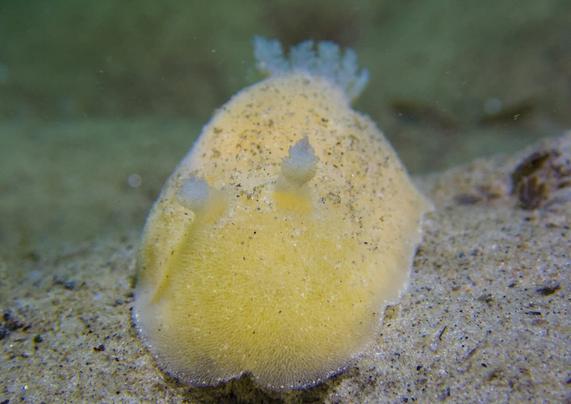 Photo of a pale-yellow sea slug crawling towards the camera from a straight front perspective. The seaslug is crawling on a brownish-grey sediment seafloor.