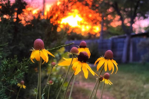 Several gray-headed coneflowers, with droopy yellow petals and pinkish oval centers, blooming on tall stems in the early morning garden, with a dramatic pink and orange-colored sunrise happening behind some trees and over a distant wooden garden fence in the background.