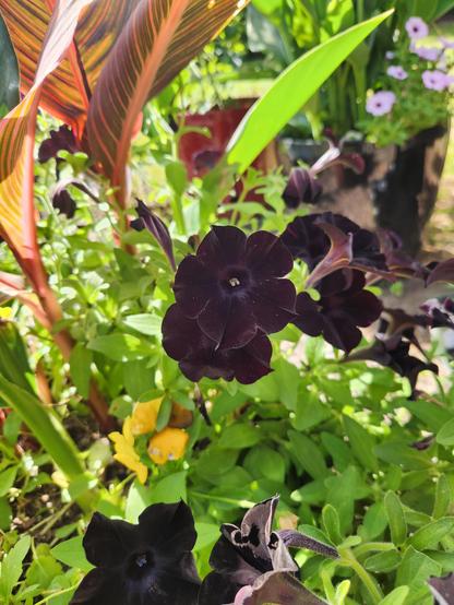 Looking at the filler/spiller level of a pot that contains canna lily and chocolate petunias as fillers. There are variegated canna lily leaves rising up out of view, and small pink petunias in the background.  The chocolate petunias are almost black.