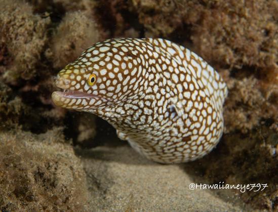 A brown moray eel, covered completely in a mosaic of white spots, pokes its head out of a crevice at an underwater reef.