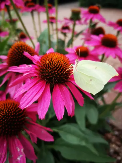 A brimstone and a pink coneflower.