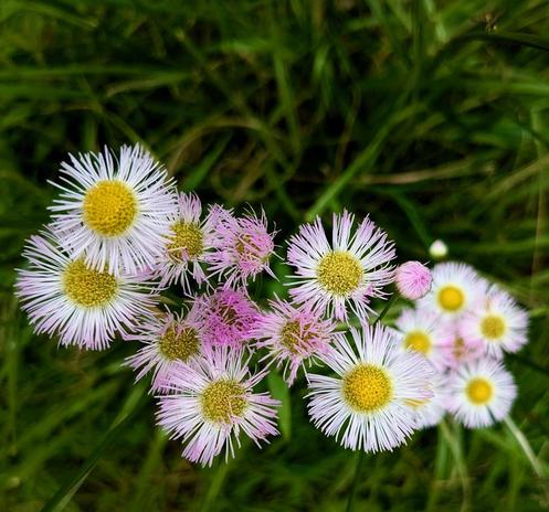 Delicate white and pink tinged Erigeron blossoms growing in tall grasses (blurred). They do look like daisies, but their petals are a very thin fringe around the yellow center. Taken 15 June 2025