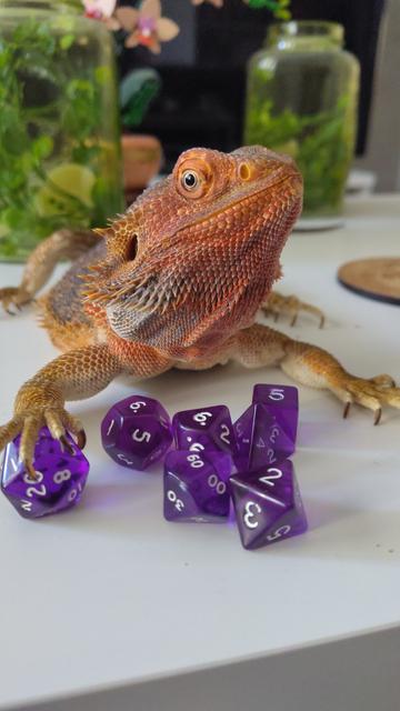 Bearded dragon with a pile of DnD dice in front of her. She has her right paw on top of the d20 dice.