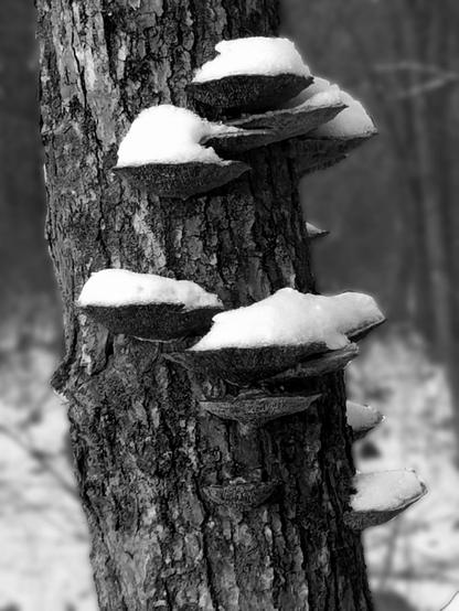 Grayscale image. A close-up of part of the trunk of a tree in a light snowfall. A cluster of a dozen or so gray fungus scales are growing from the trunk. Several are filling up with snow.